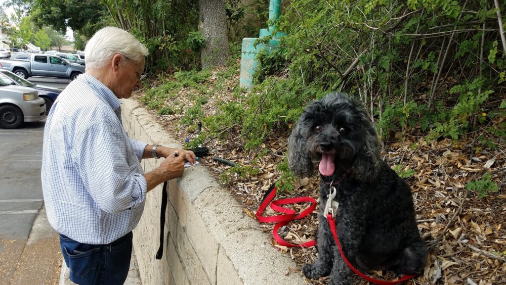 geocaching with dogs