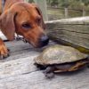 Geocaching With Dogs: Photos and Links geocaching dogs